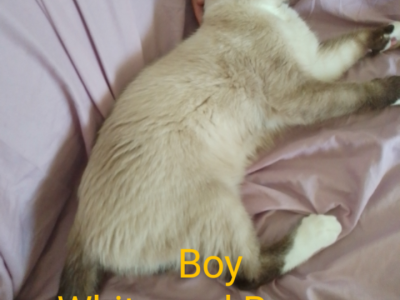 Siamese – Murwillumbah