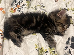 Domestic Short Hair (DSH) – South Morang