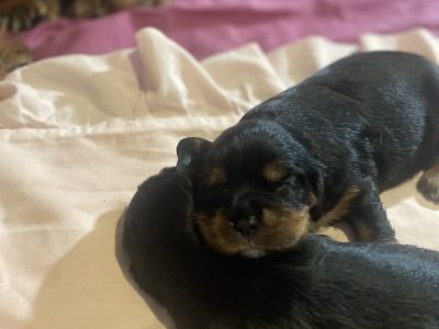 Cavalier King Charles Spaniel – Coolum Beach