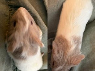 Guinea Pig – Charlton