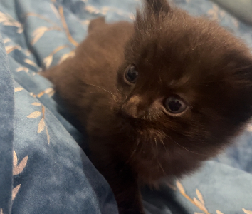 American Wirehair – Brassall