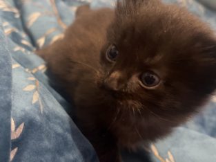 American Wirehair – Brassall