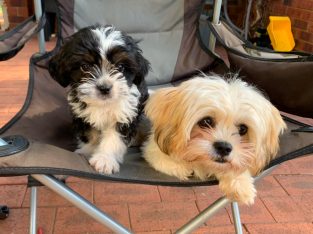 Maltese Shih Tzu – Perth