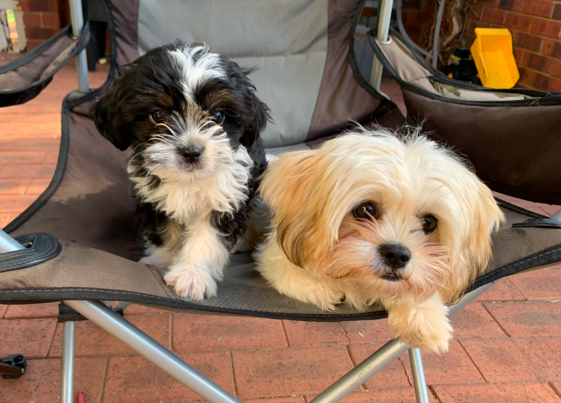 Maltese Shih Tzu - Perth - PetsForHomes