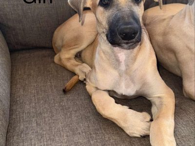 Greyhound – Mount Nasura