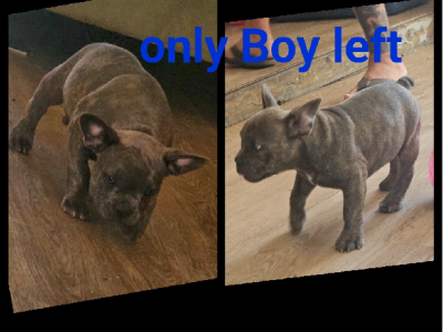 French Bulldog – Eaglehawk