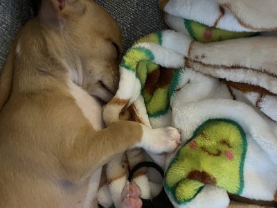 Chihuahua – Sydney