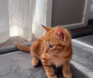 Domestic Short Hair (DSH) – Cranbourne