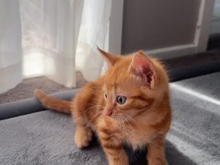 Domestic Short Hair (DSH) – Cranbourne