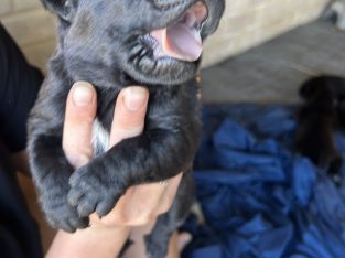 Rottweiler – Falcon