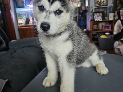 Husky – Altona Meadows