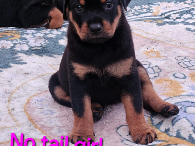 Rottweiler – Crestmead