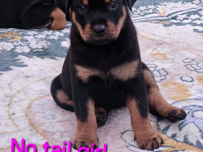 Rottweiler – Crestmead