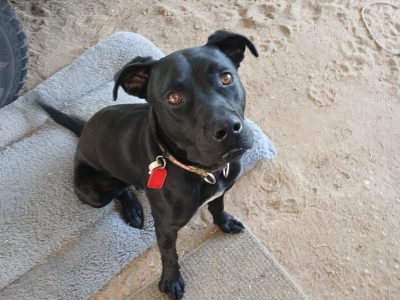 Labrador – Mossiface