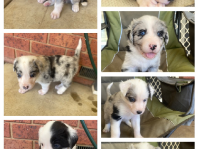 Border Collie – Wodonga