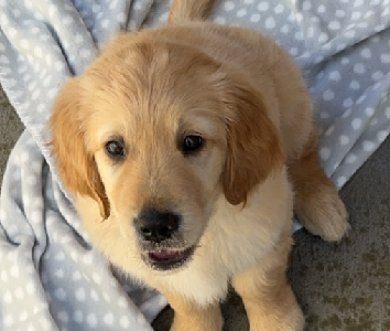 Golden Retriever – Tullamarine