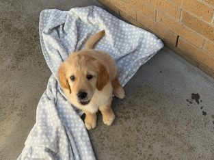 Golden Retriever – Tullamarine