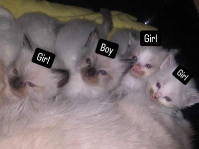 Ragdoll – Waterford West