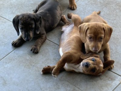 Dachshund – Bangalow