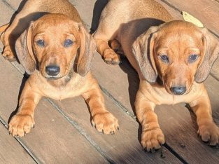 Dachshund – Cowaramup