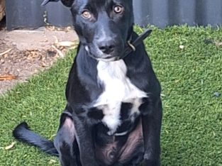 Kelpie – Hope Valley