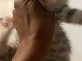 Cats – Slacks Creek