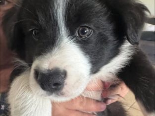 Border Collie – Nichols Point