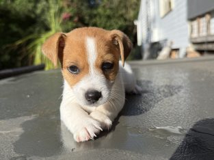 Fox Terrier – Brooloo