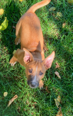 Australian Kelpie – Glenorie