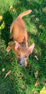 Australian Kelpie – Glenorie