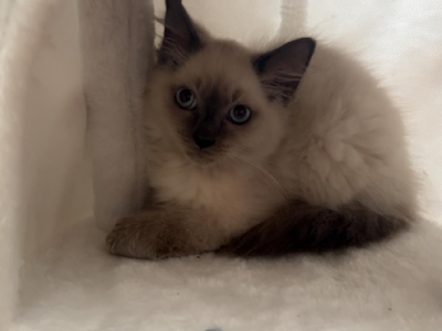 Ragdoll – Chester Hill