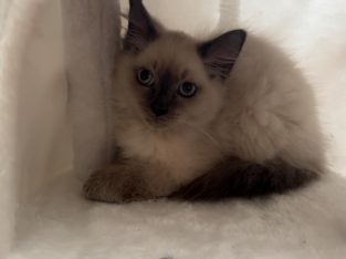 Ragdoll – Chester Hill
