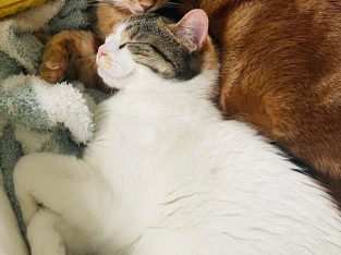 Domestic Short Hair (DSH) – Umina Beach