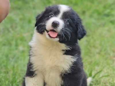 Bordoodle – Slacks Creek