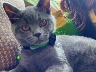 British Shorthair – Tarneit