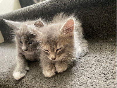 Domestic Medium Hair (DMH) – Mont Albert