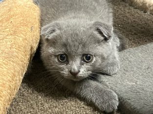 Scottish Fold – Hervey Bay