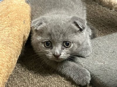 Scottish Fold – Hervey Bay