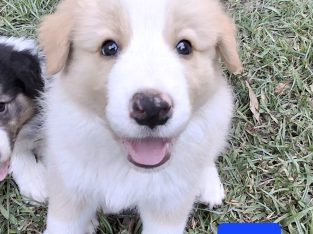 Border Collie – Tamborine