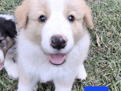 Border Collie – Tamborine