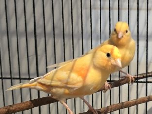 Canaries – Narre Warren