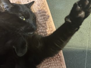 Domestic Short Hair (DSH) – Ellenbrook