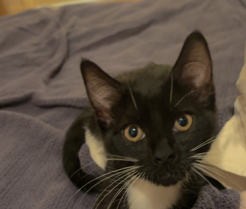 Domestic Short Hair (DSH) – Sunshine Coast