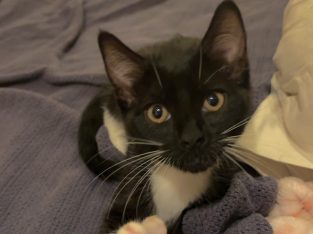 Domestic Short Hair (DSH) – Sunshine Coast