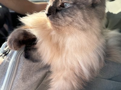 Ragdoll – Noosaville