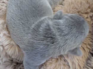 French Bulldog – Niche Leash