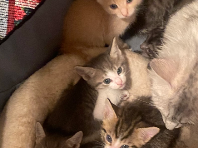 Domestic Medium Hair (DMH) – Bertram