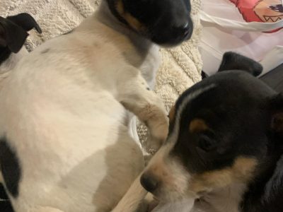 Mini Foxy – Wedderburn