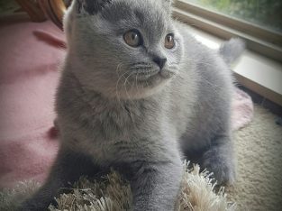 British Shorthair – Mount Cottrell