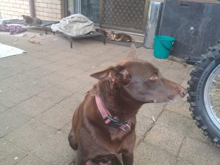 Australian Kelpie – Cranbourne